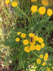 Tanacetum vulgare