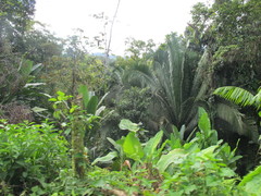 Attalea