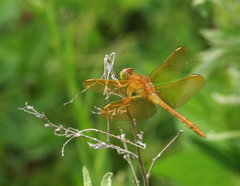 Sympetrum uniforme