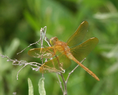 Sympetrum uniforme