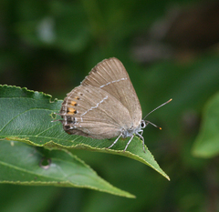 Satyrium latior