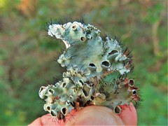 Parmotrema submarginale