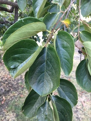 Diospyros virginiana