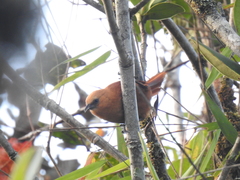 Cinnycerthia unirufa