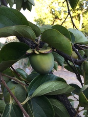 Diospyros virginiana