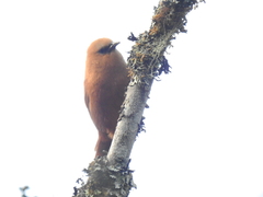 Cinnycerthia unirufa