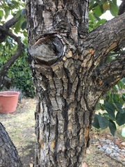 Diospyros virginiana