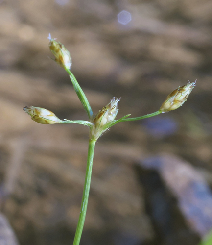 Fimbristylis kadzusana iNat (1)