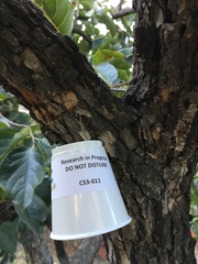 Diospyros virginiana