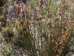 Rhodocoma fruticosa