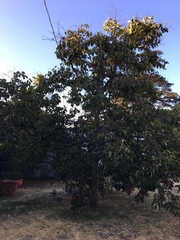 Diospyros virginiana