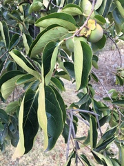 Diospyros virginiana