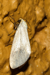 Chrysoecia thoracica