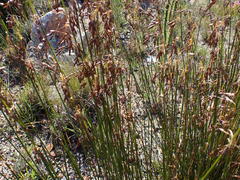 Rhodocoma fruticosa