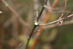 Metellina