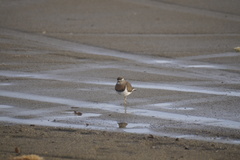 Charadrius modestus