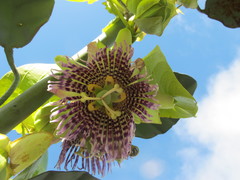 Passiflora ligularis image