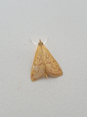 Ecpyrrhorrhoe damastesalis