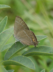 Satyrium latior