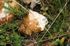 Fungi
