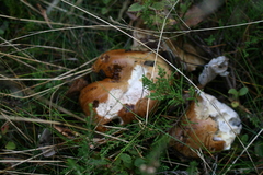 Fungi
