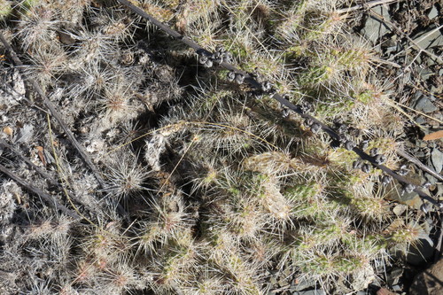 Airampoa corrugata (Airampoa corrugata)