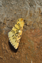 Chrysoecia dela
