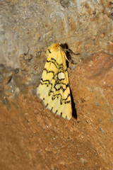Chrysoecia dela