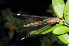 Ascalobyas albistigma