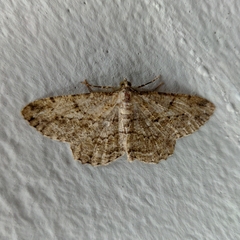 Peribatodes rhomboidaria