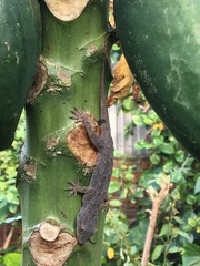 Hemidactylus flaviviridis