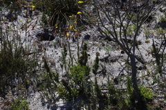 Thamnochortus fruticosus