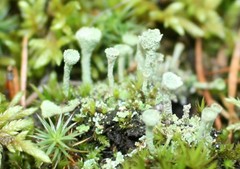 Cladonia
