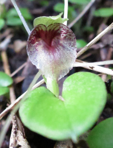 Helmet orchids (Genus Corybas) · iNaturalist