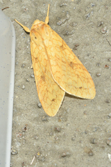 Lophocampa annulosa