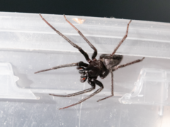 Segestria florentina