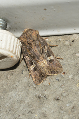 Spodoptera hipparis