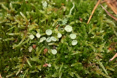 Cladonia