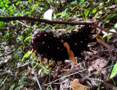 Troides minos