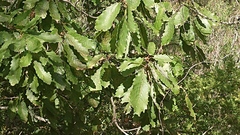 Quercus canariensis