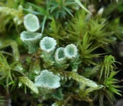 Cladonia