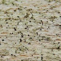 Eopyrenula intermedia