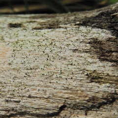 Eopyrenula intermedia