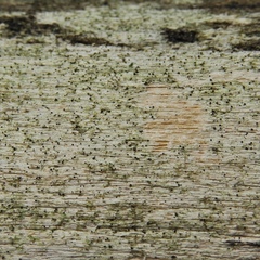 Eopyrenula intermedia