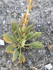 Stanleya viridiflora