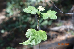 Ribes viscosissimum