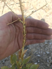 Stanleya viridiflora