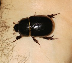 Pentodon algerinus dispar