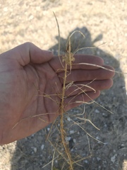 Stanleya viridiflora