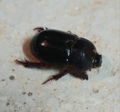 Temnorhynchus baal